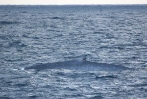 217A1239 2 | San Diego Whale Watch 1