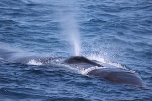 217A2339 2 | San Diego Whale Watch 13