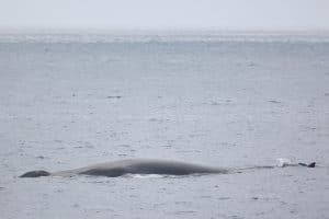 217A6704 2 | San Diego Whale Watch 3