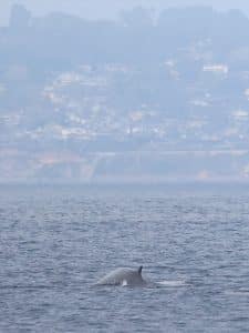 217A6988 2 | San Diego Whale Watch 5