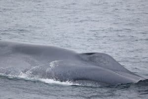 217A7916 2 | San Diego Whale Watch 1