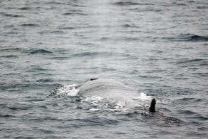 217A8381 2 | San Diego Whale Watch 3