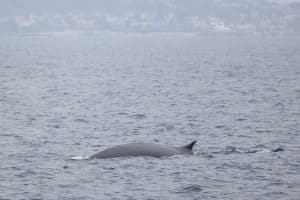 217A8484 2 | San Diego Whale Watch 5