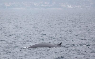May 19, 2023 Fin whale-polooza continues!