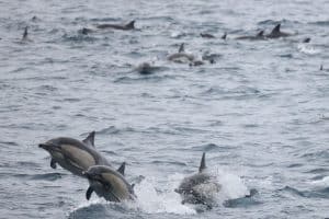 217A8507 2 | San Diego Whale Watch 7