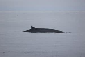 217A8518 2 | San Diego Whale Watch 15