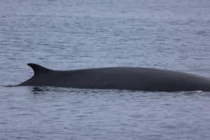 217A8559 2 | San Diego Whale Watch 19