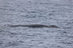 217A8589 2 | San Diego Whale Watch 5