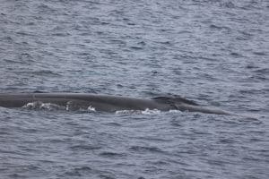 217A8628 2 | San Diego Whale Watch 7