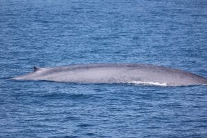 217A9279 2 | San Diego Whale Watch 5
