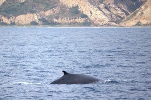 217A9603 2 | San Diego Whale Watch 7