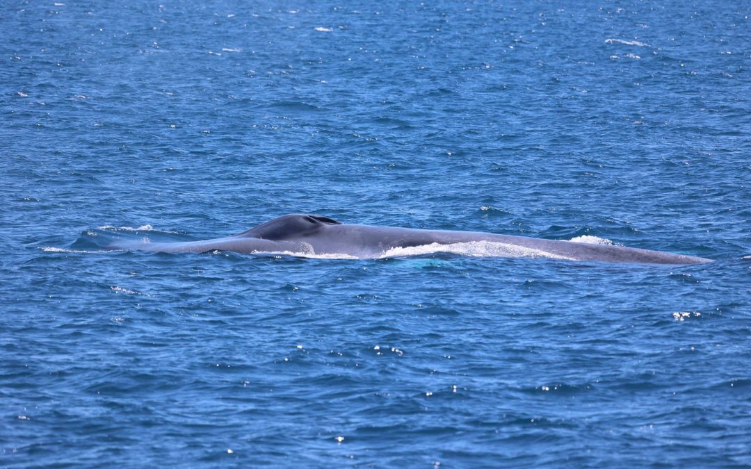 May 6, 2023 Blue whales are in town