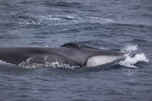 217A9675 | San Diego Whale Watch 9