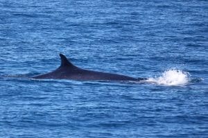 217A9781 2 | San Diego Whale Watch 9