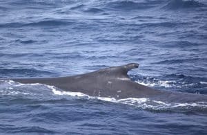 217A9900 2 | San Diego Whale Watch 11