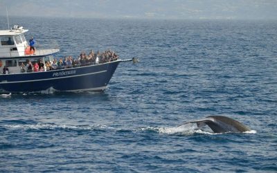 Get Closer: Private Whale Watching In San Diego