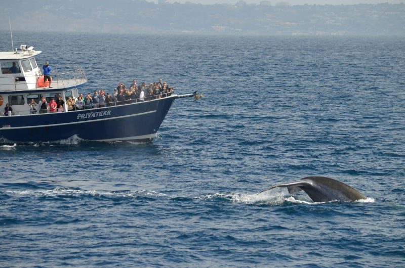 Get Closer: Private Whale Watching In San Diego