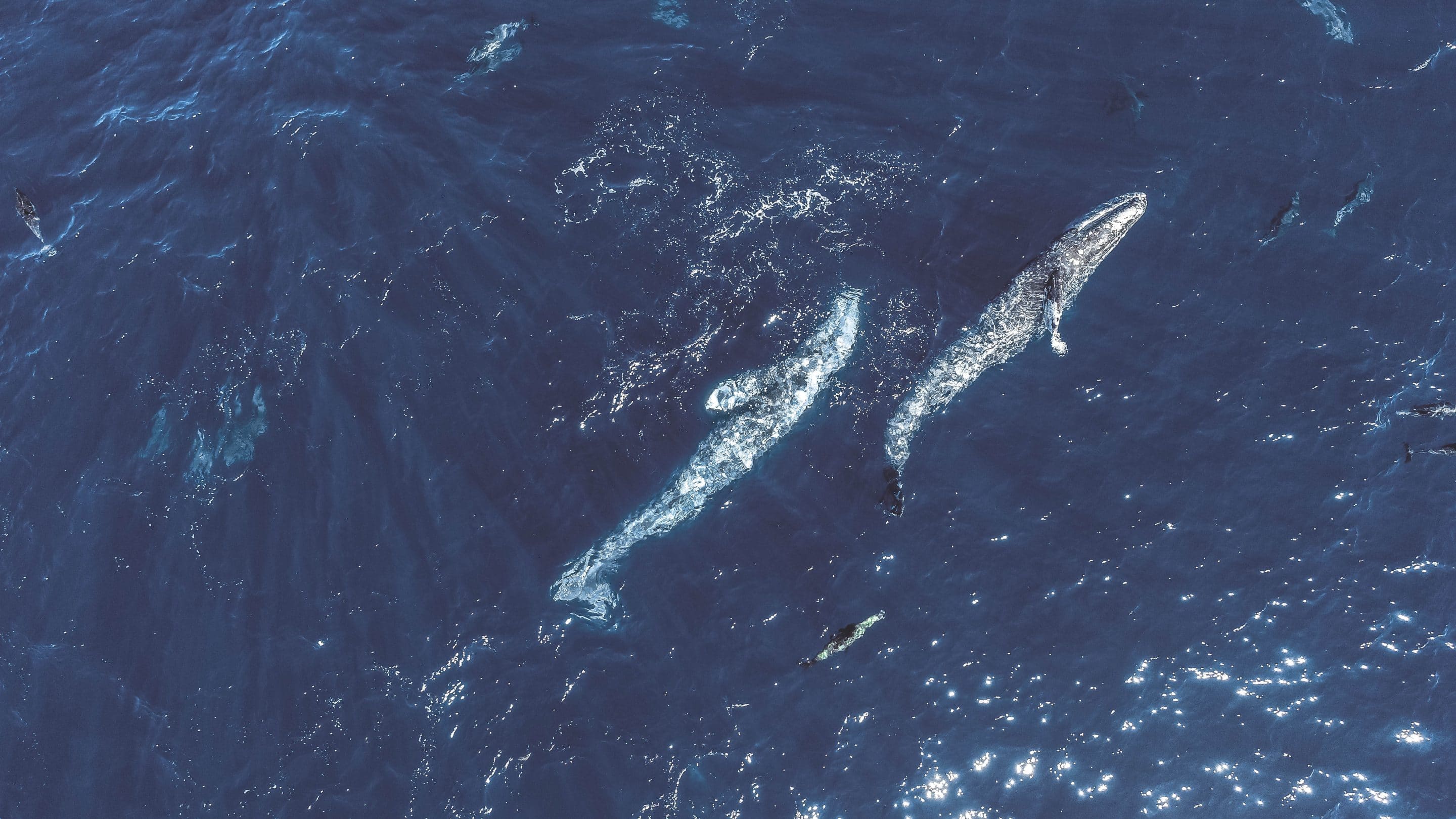 DJI 0050 copy 1024w scaled | San Diego Whale Watch 19