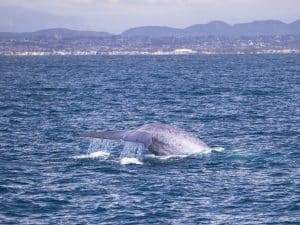 DSC3811 | San Diego Whale Watch 1