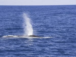 DSC4024 | San Diego Whale Watch 7