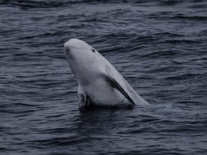 DSC4658 | San Diego Whale Watch 3