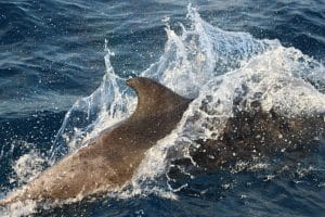 IMG 0001 2 | San Diego Whale Watch 1
