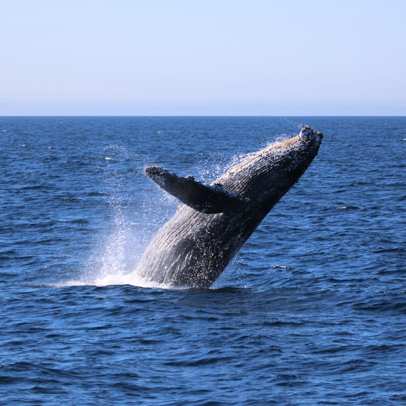 IMG 0538 2 HumpbackBreach AlexiaSkrbic 1 | San Diego Whale Watch 7