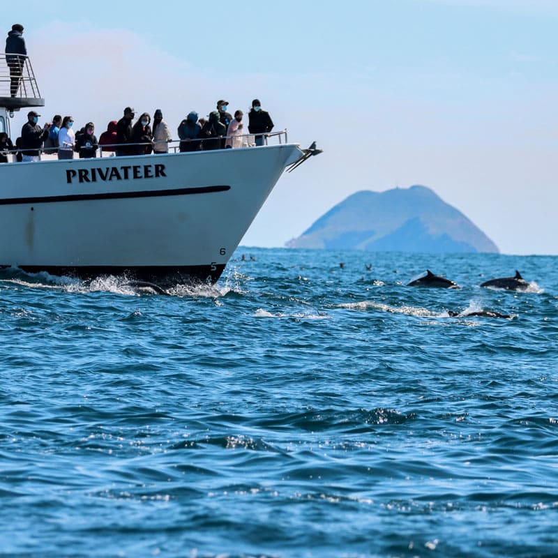 Blue Whale Sightings | San Diego Whale Watch