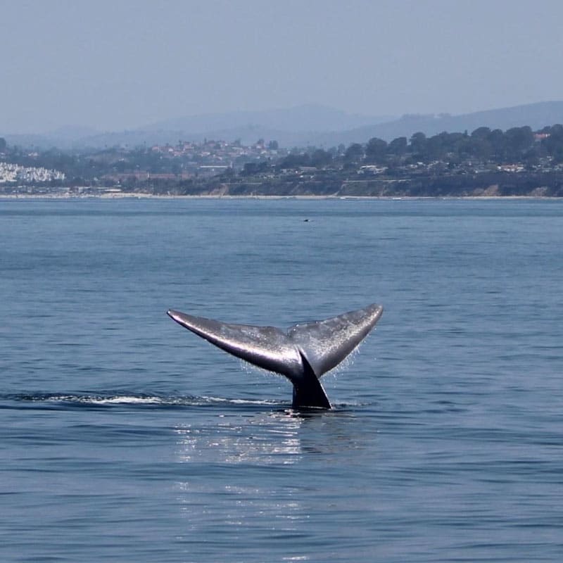 IMG 6202 1 | San Diego Whale Watch 25