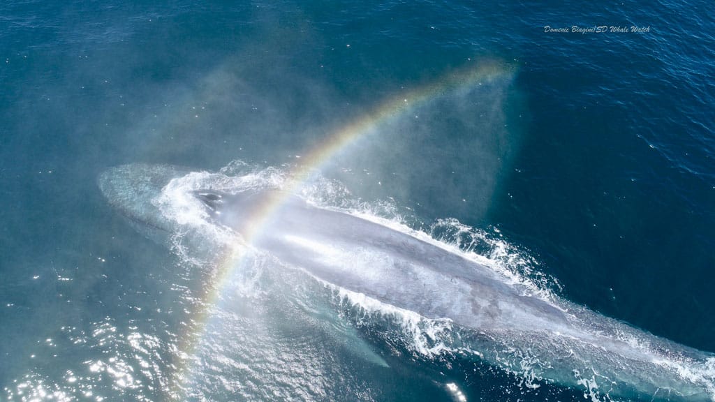 fullsizeoutput 1090 1024w 1 | San Diego Whale Watch 9