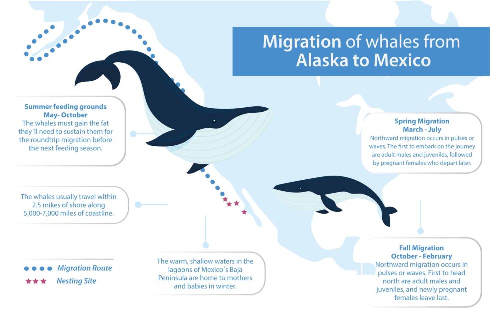 Whale Migration in San Diego | San Diego Whale Watch