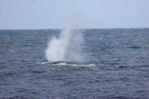 217A0074 2 | San Diego Whale Watch 1