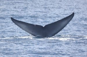 217A0411 | San Diego Whale Watch 1