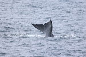 217A0617 2 | San Diego Whale Watch 1