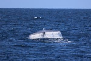 217A0680 2 | San Diego Whale Watch 3