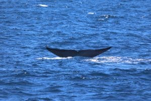 217A0687 2 | San Diego Whale Watch 5