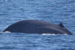 217A0710 2 | San Diego Whale Watch 5