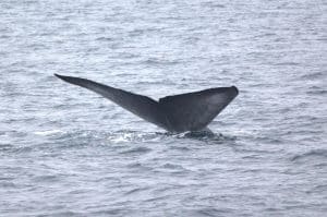 217A0968 2 1 | San Diego Whale Watch 1