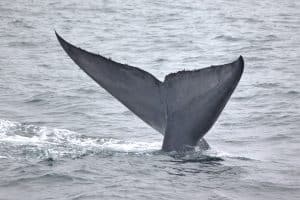 217A3981 2 | San Diego Whale Watch 1