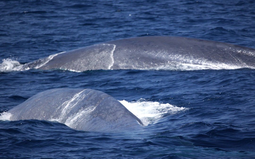 June 2, 2023 Blue Whale Bonanza!