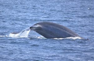 217A6720 2 | San Diego Whale Watch 3