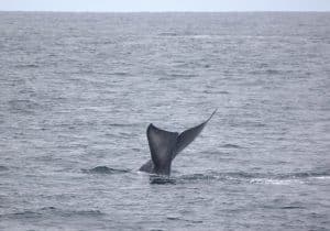217A8349 2 | San Diego Whale Watch 1