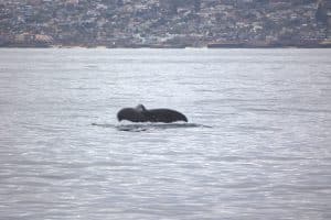 217A9419 2 | San Diego Whale Watch 1