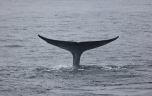 217A9582 2 | San Diego Whale Watch 5
