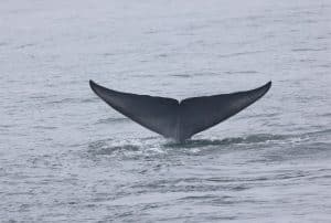 217A9584 2 | San Diego Whale Watch 7