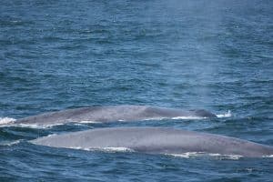 217A9711 2 | San Diego Whale Watch 3