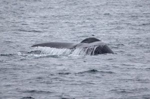 217A9865 2 | San Diego Whale Watch 3