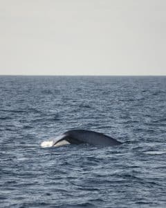 DSC5569 | San Diego Whale Watch 3