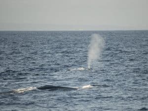 DSC5599 1 | San Diego Whale Watch 5