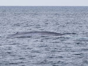 DSC5914 | San Diego Whale Watch 1